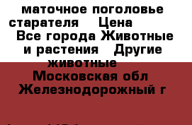 маточное поголовье старателя  › Цена ­ 2 300 - Все города Животные и растения » Другие животные   . Московская обл.,Железнодорожный г.